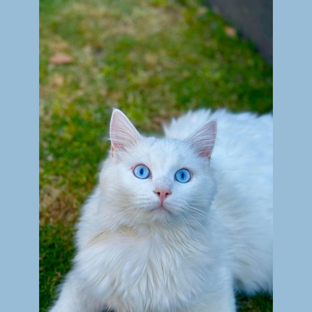 Photo of Sven And Olaf