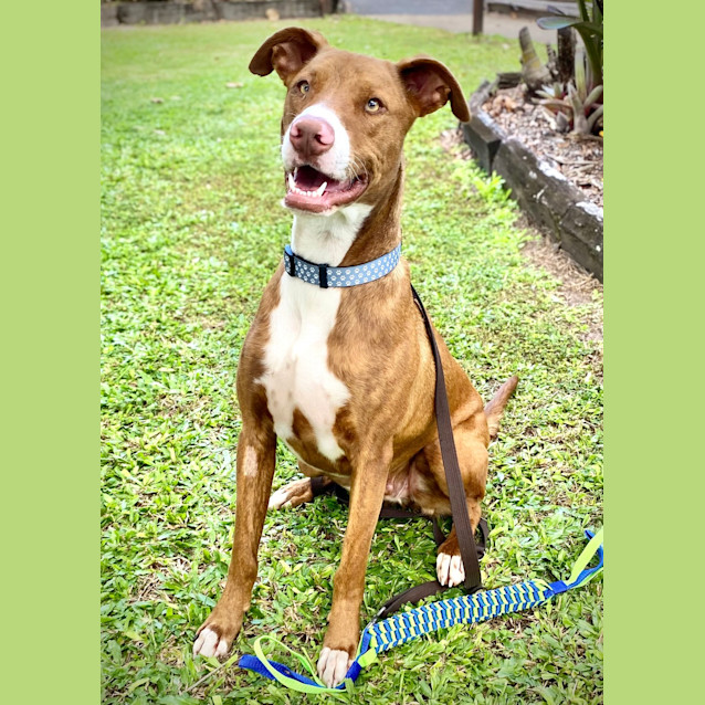 Photo of Peanut