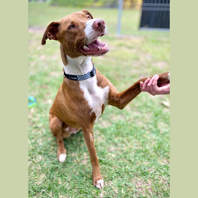 Photo of Peanut
