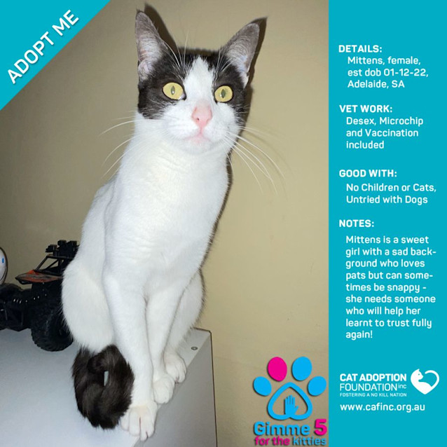 Photo of Mittens $39 Limited Time!