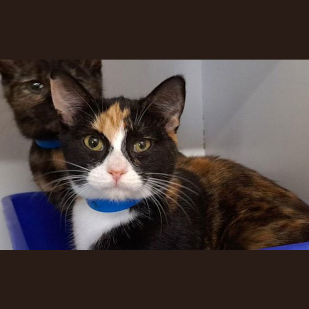 Photo of Belle