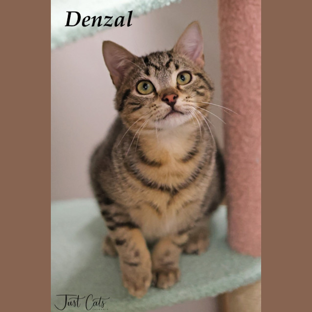 Photo of Denzal