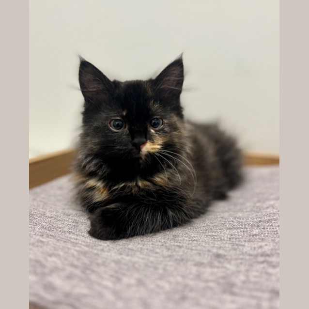 Photo of Lola