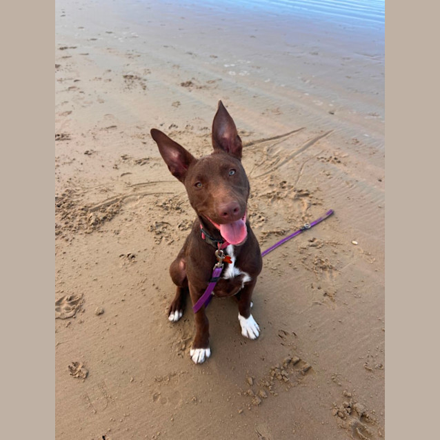 Photo of Roo