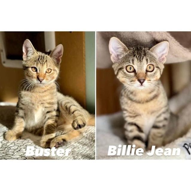 Photo of 10778/9   Billie Jean & Buster