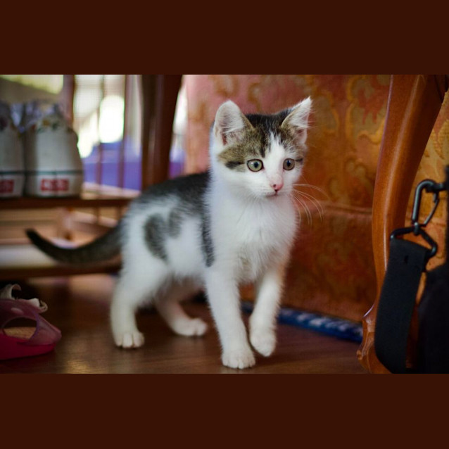 Photo of 💛 Oscar 💛 