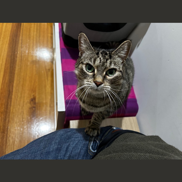 Photo of Tilly
