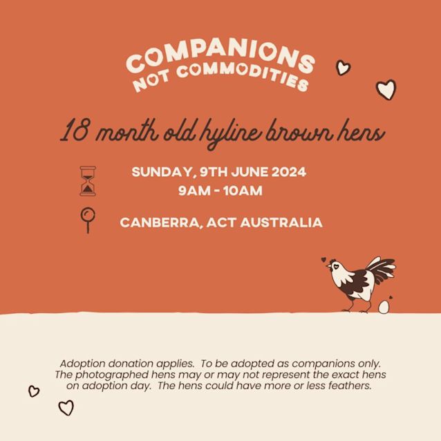 Photo of Rescue Hens