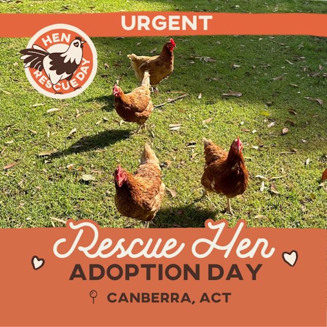 Photo of Rescue Hens