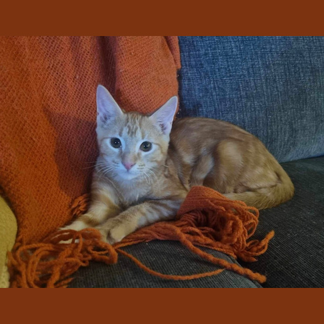 Photo of Macaulay (Joshua)