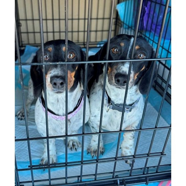 Photo of Aggie & Miffle