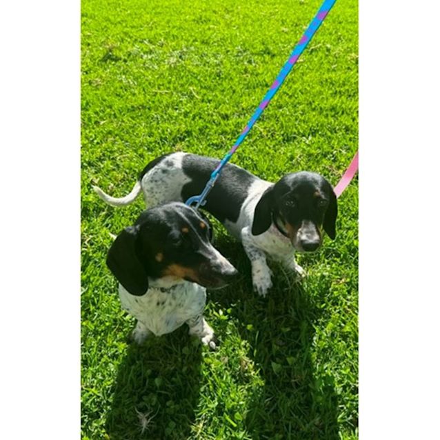 Photo of Aggie & Miffle