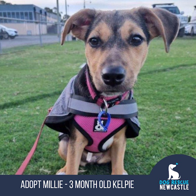Photo of Millie   3 Month Old Kelpie (Trial)