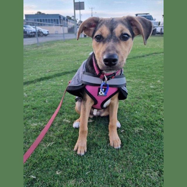 Photo of Millie   3 Month Old Kelpie (Trial)