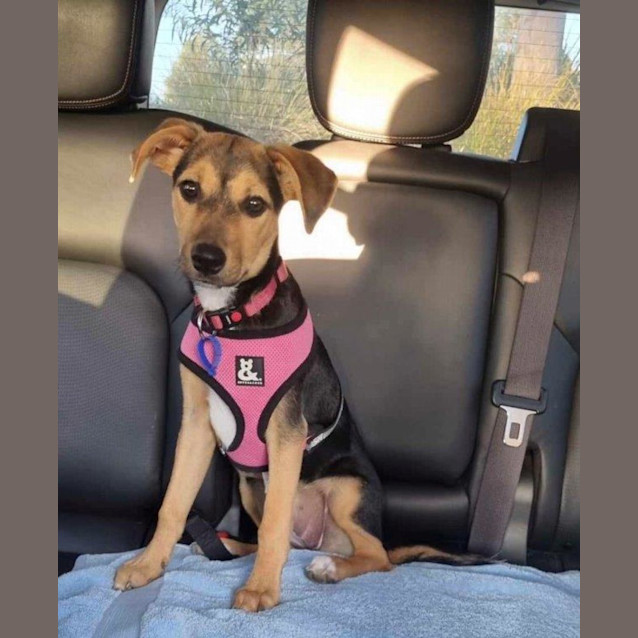 Photo of Millie   3 Month Old Kelpie (Trial)