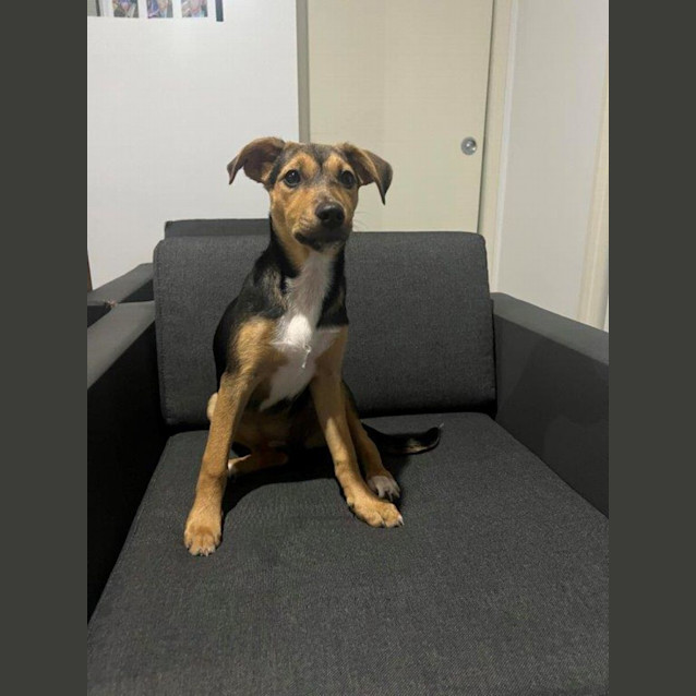 Photo of Millie   3 Month Old Kelpie (Trial)