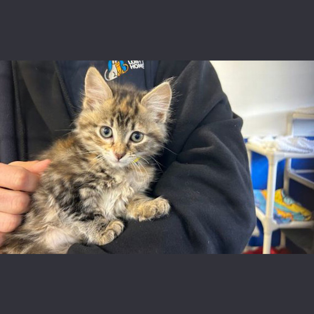 Photo of Cleo 