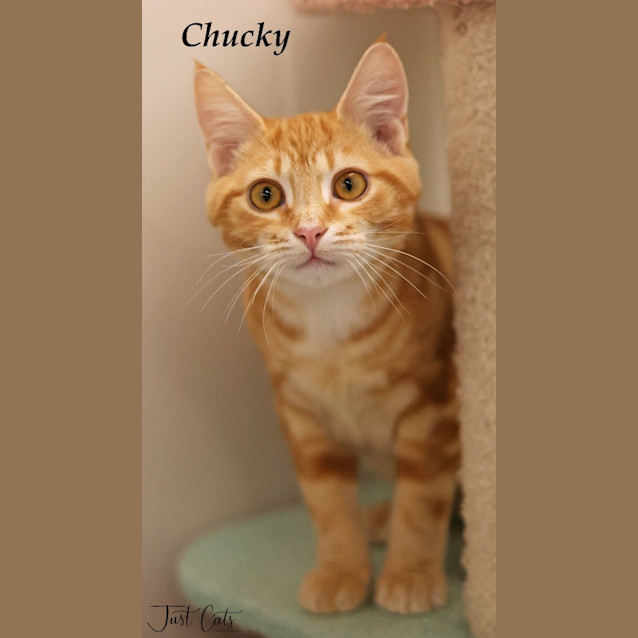 Photo of Chucky