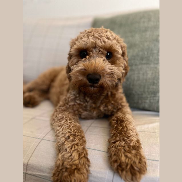 Photo of Sebastian