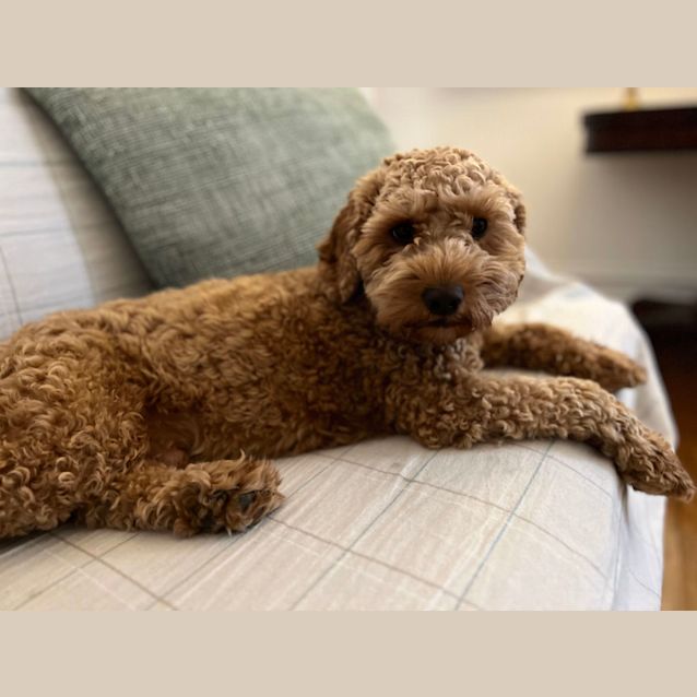 Photo of Sebastian