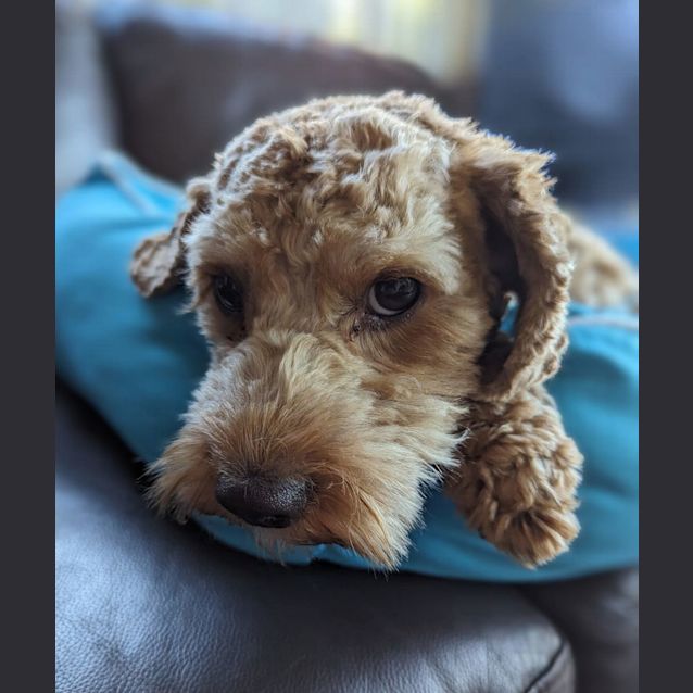 Photo of Sebastian