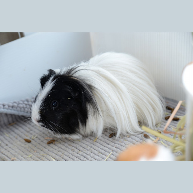 Photo of Peppy