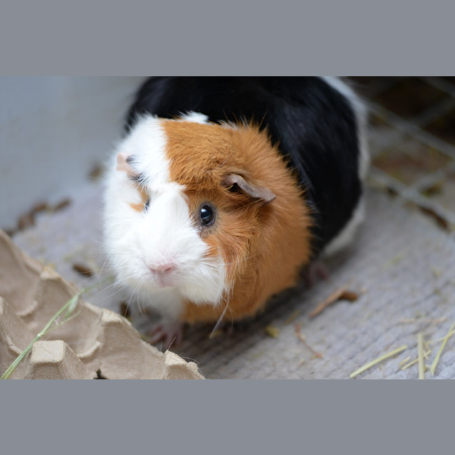Photo of Peppy