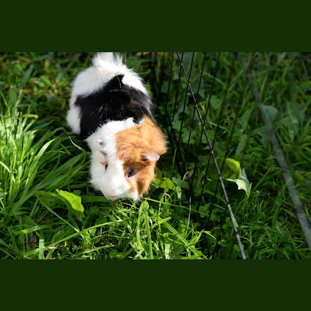 Photo of Peppy