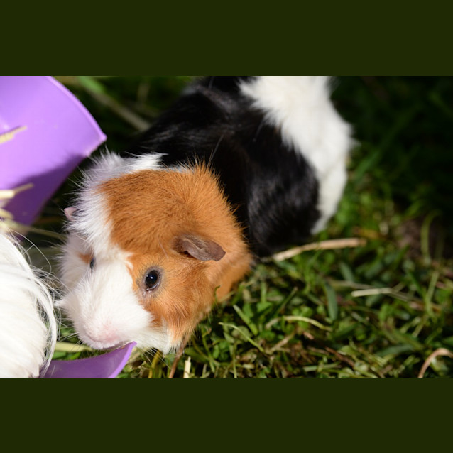 Photo of Peppy