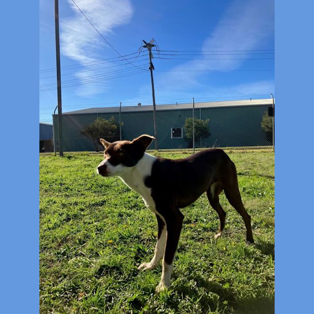 Photo of Indie