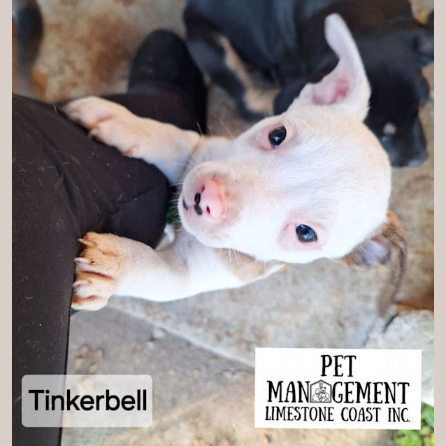 Photo of Tinkerbell 