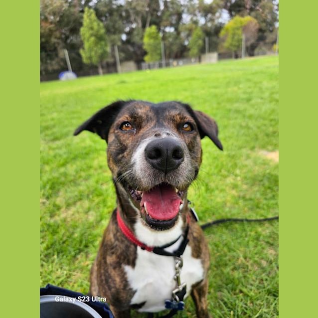 Photo of Ruby
