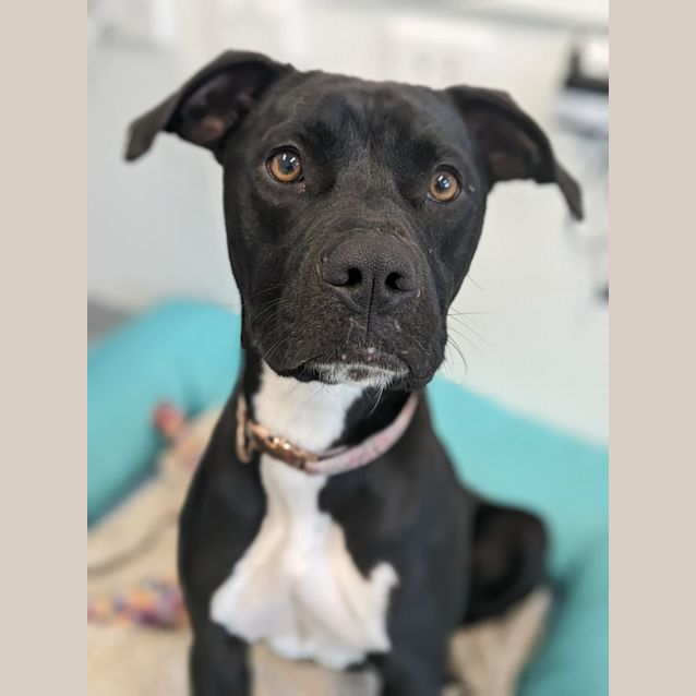 Photo of 🍭 Bronte 5192 🍭