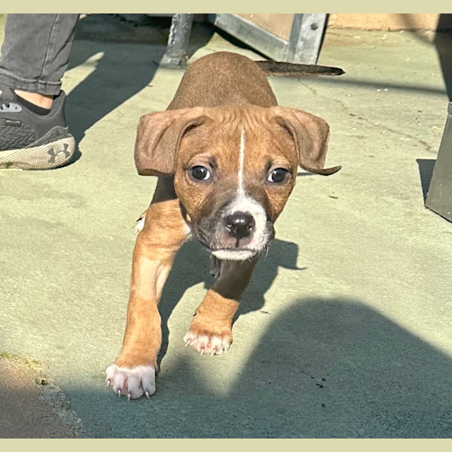 Photo of Simba 