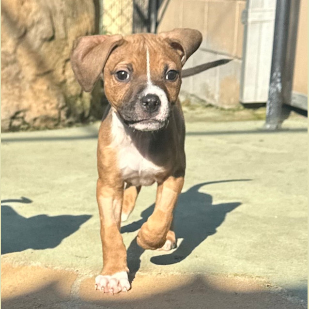 Photo of Simba 