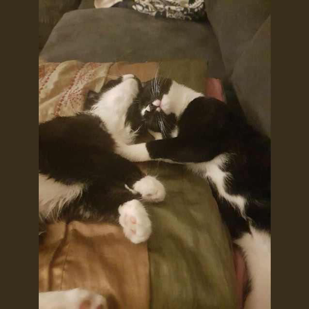 Photo of Albus