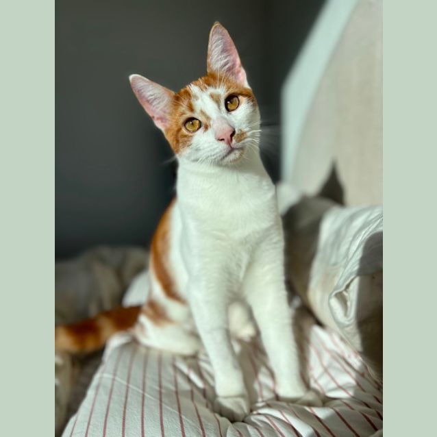 Photo of Comet