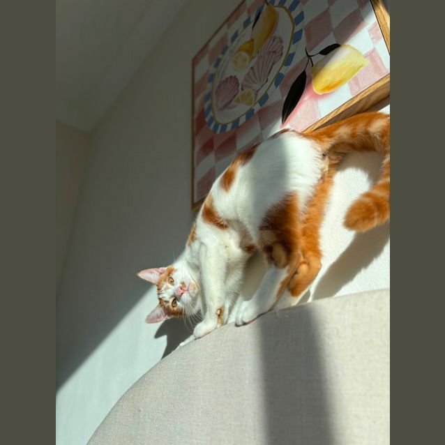 Photo of Comet