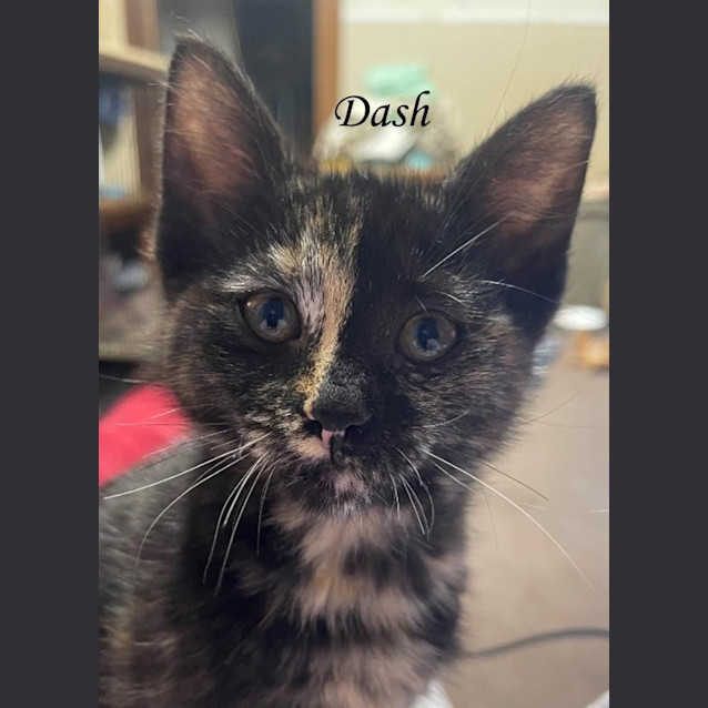 Photo of Dash