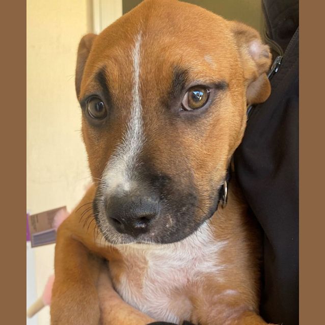 Photo of D987 Bullet