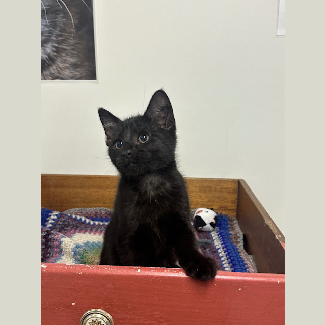 Photo of Inky