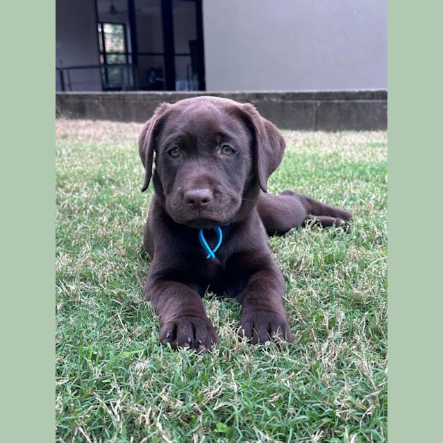 Photo of Chip