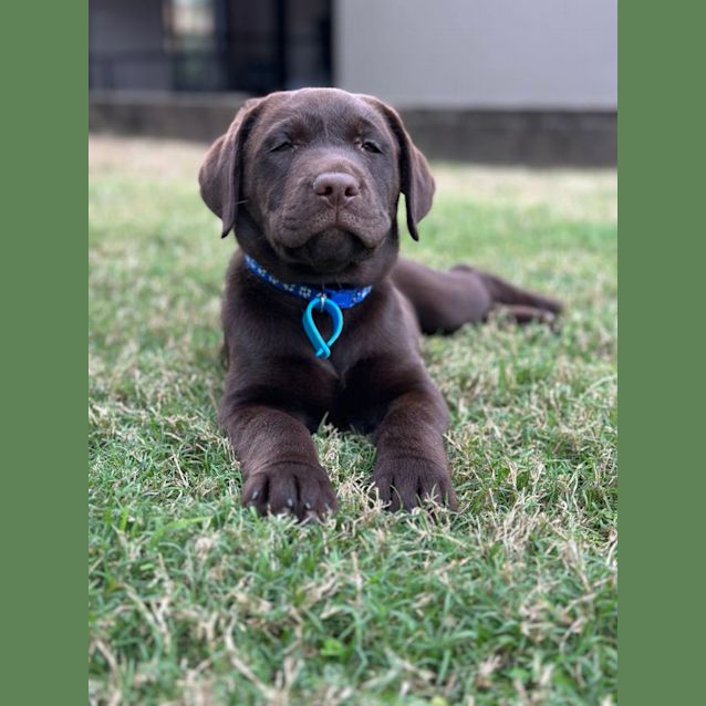 Photo of Chip