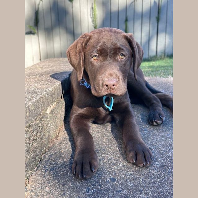 Photo of Chip