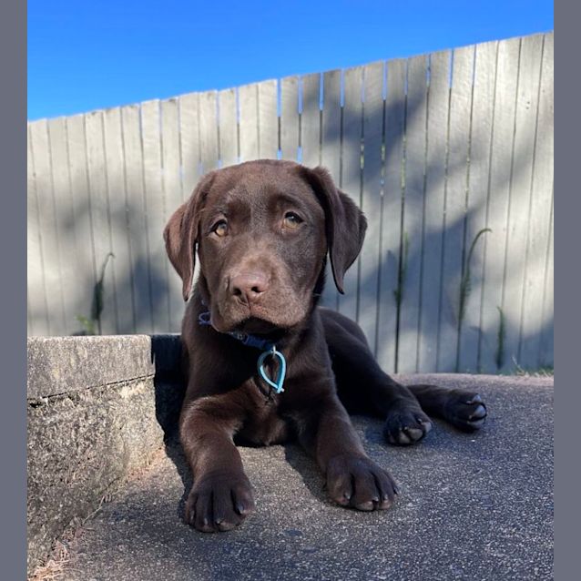 Photo of Chip