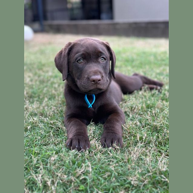 Photo of Chip