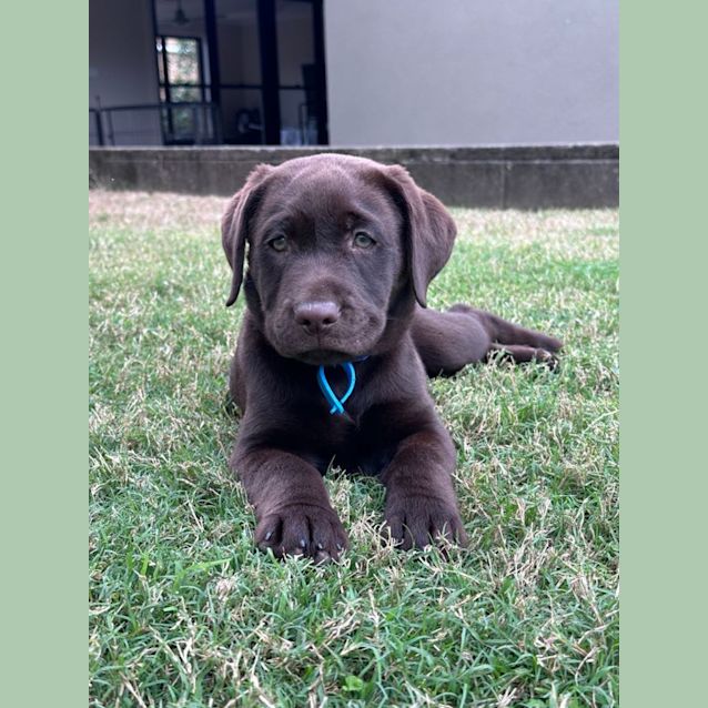 Photo of Chip