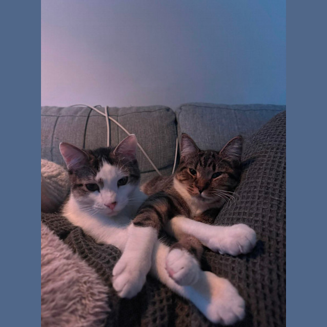 Photo of Lenny & Lola 💙💜