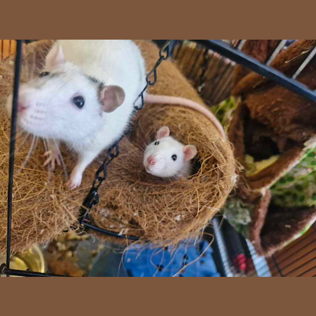 Photo of Rattie