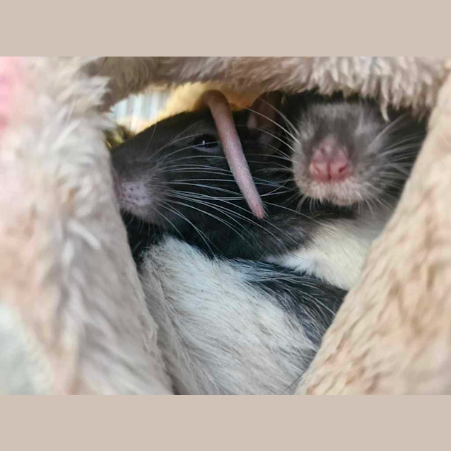 Photo of Rattie